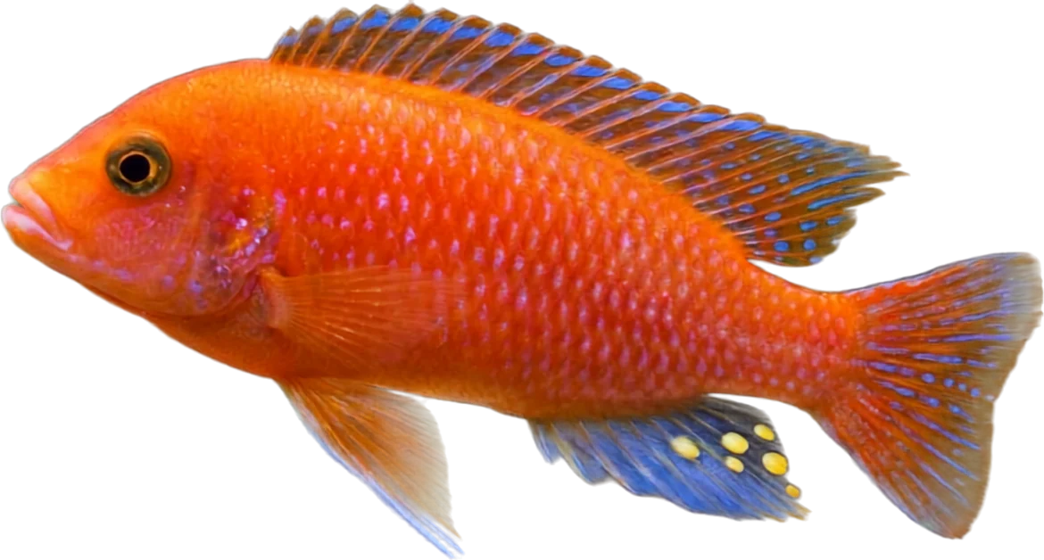 Red Zebra, Maylandia estherae