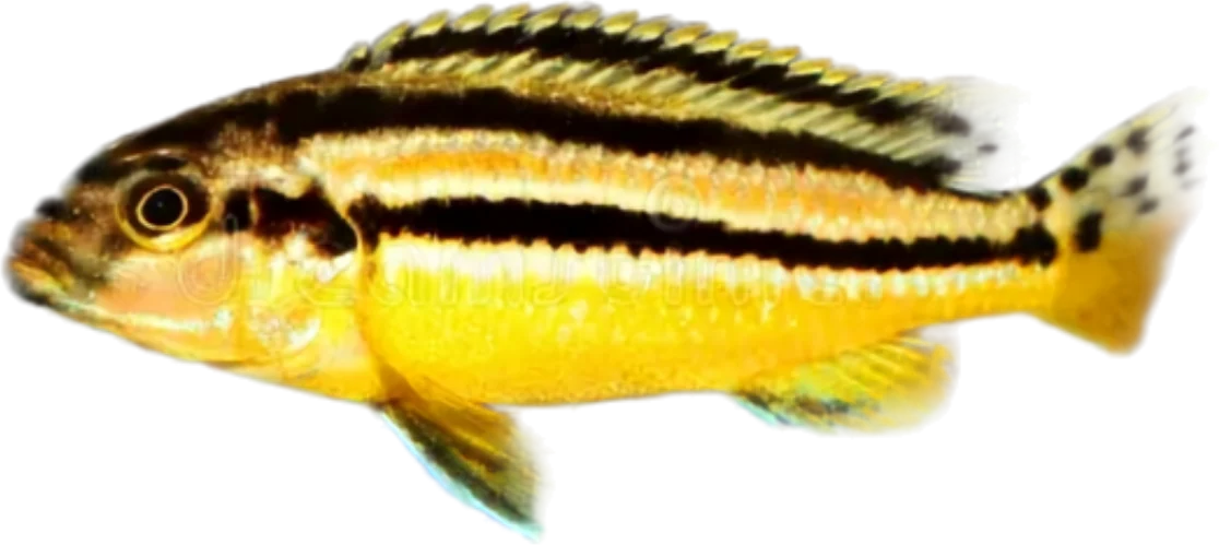 Auratus, Melanochromis auratus