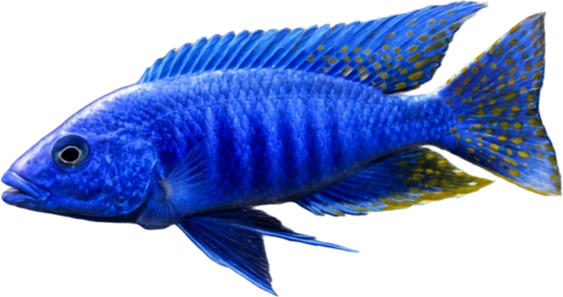 Electric Blue Hap, Sciaenochromis fryeri