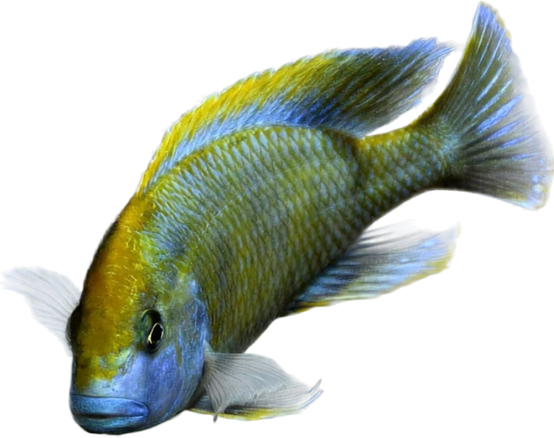 Venustus, Nimbochromis venustus