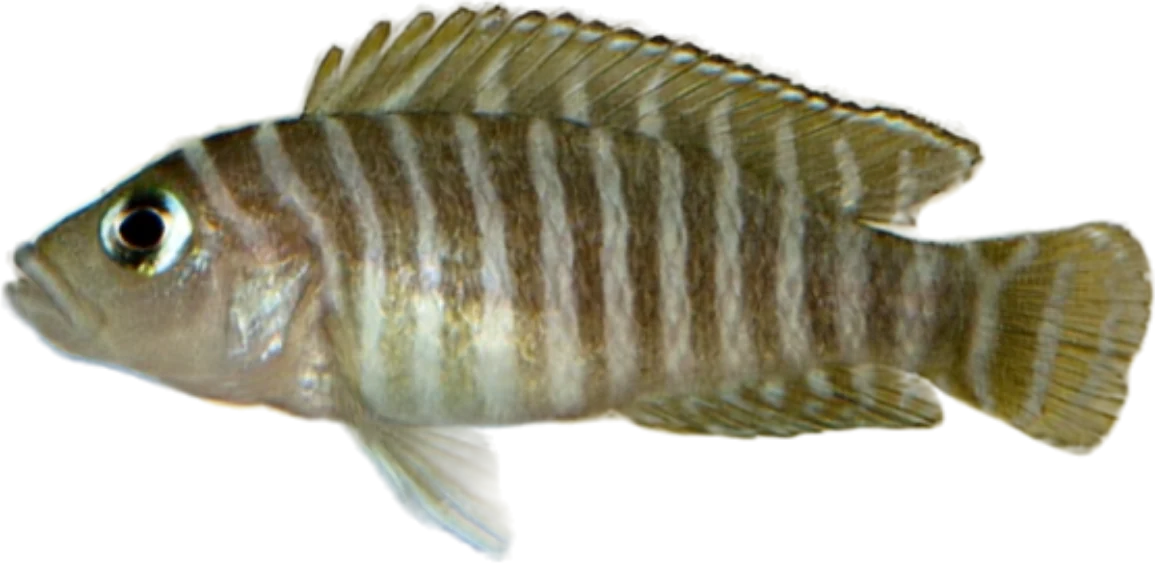 Neolamprologus similis, Neolamprologus similis