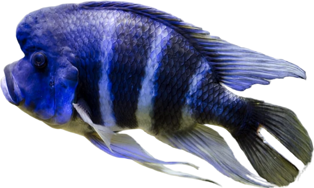 Frontosa, Cyphotilapia frontosa