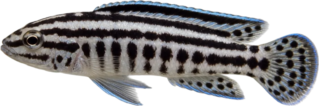 Julidochromis transcriptus, Julidochromis transcriptus
