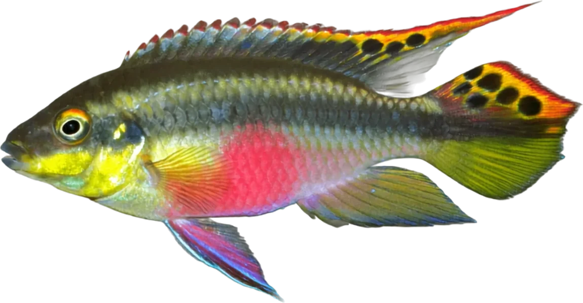 Kribensis, Pelvicachromis pulcher