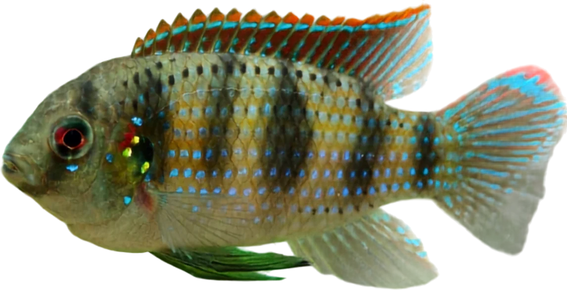 African Butterfly Cichlid, Anomalochromis thomasi
