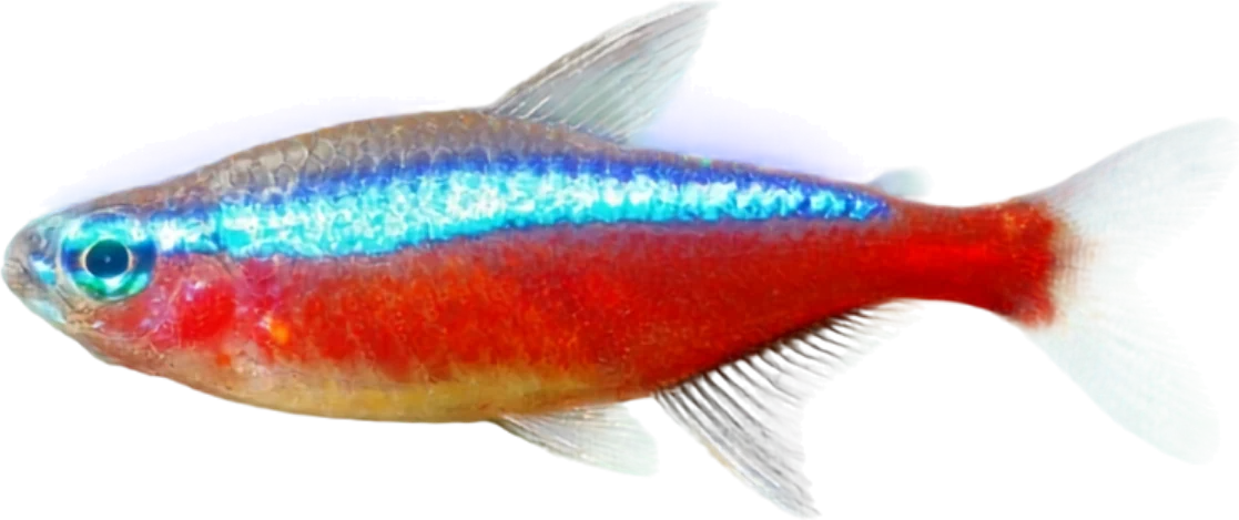 Cardenal, Paracheirodon axelrodi