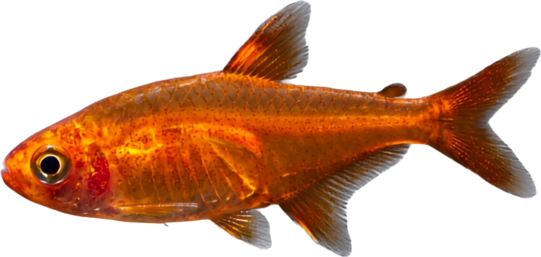 Ember Tetra, Hyphessobrycon amandae