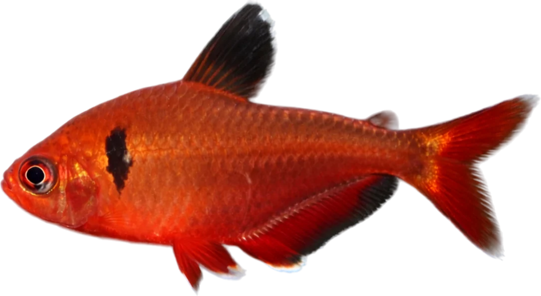 Serpae, Hyphessobrycon eques