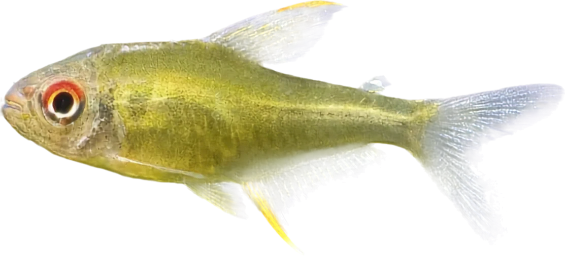 Tetra limón, Hyphessobrycon pulchripinnis