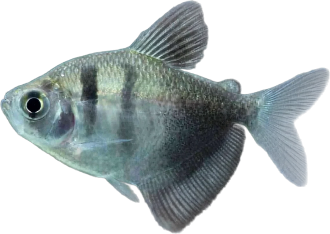 Monjita, Gymnocorymbus ternetzi