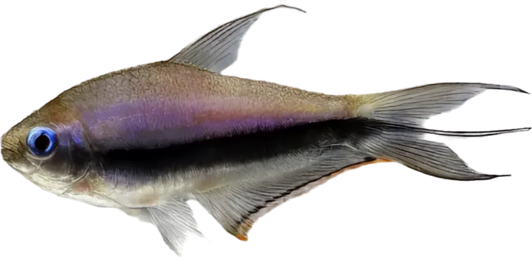 Tetra emperador, Nematobrycon palmeri