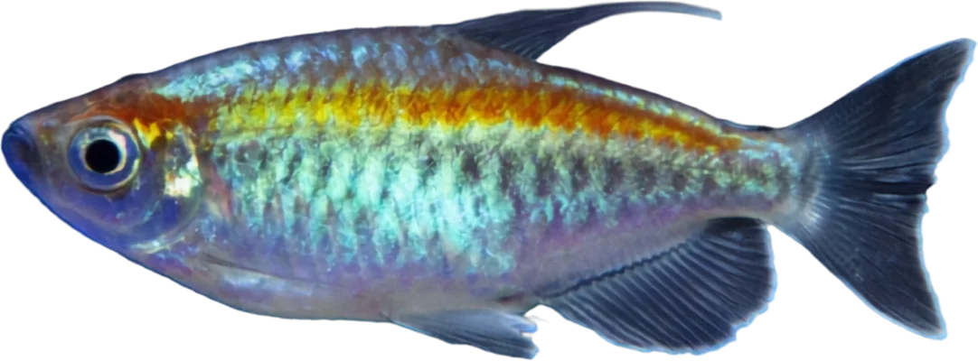Tetra Congo, Phenacogrammus interruptus