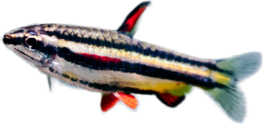 Pencilfish Beckford, Nannostomus beckfordi