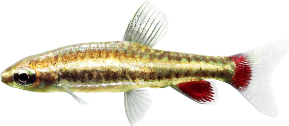 Dwarf Pencilfish, Nannostomus marginatus