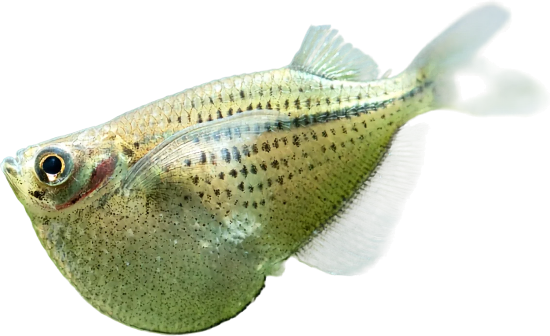 Silver Hatchetfish, Gasteropelecus sternicla