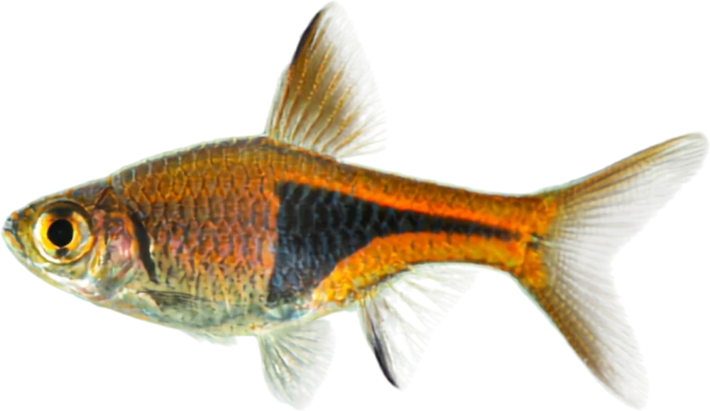 Rasbora arlequín, Trigonostigma heteromorpha