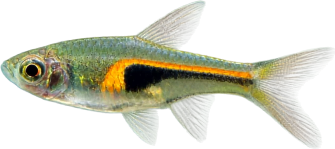 Rasbora hengeli, Trigonostigma hengeli