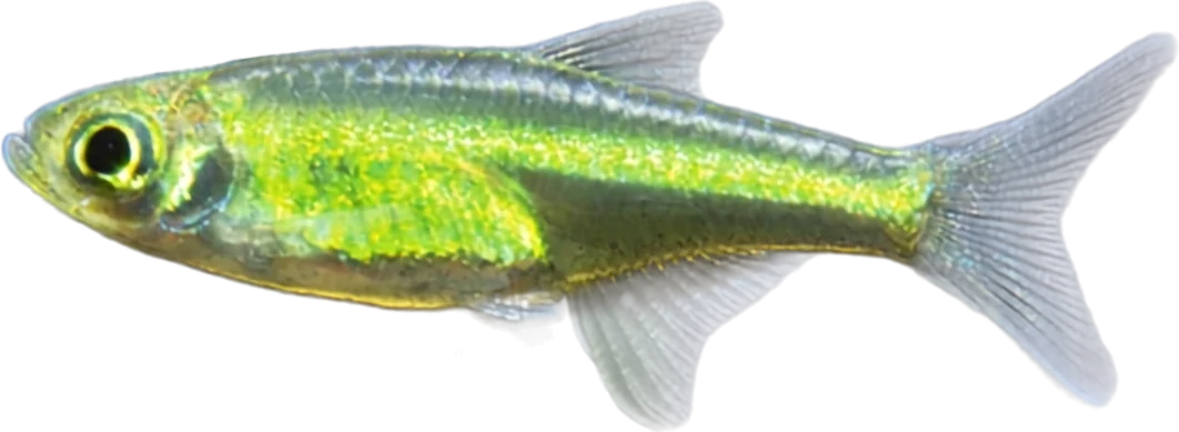 Kubotai, Microdevario kubotai