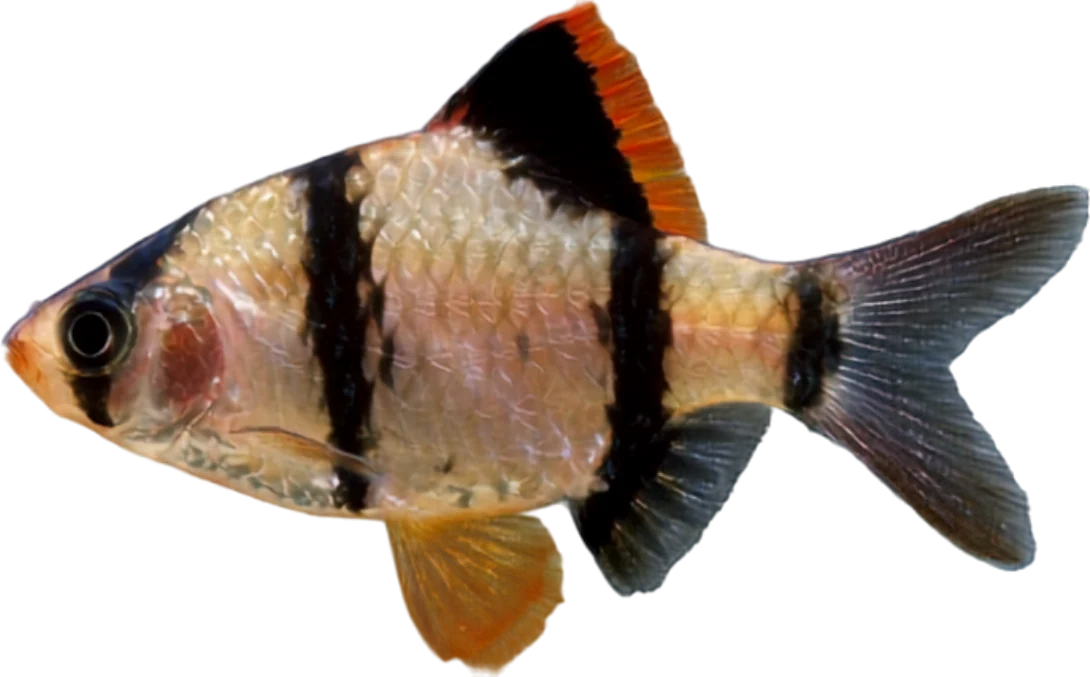 Barbo tigre, Puntigrus tetrazona