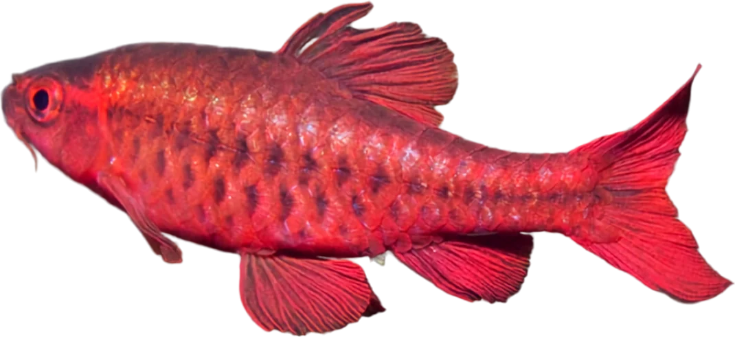 Barbo cereza, Pethia titteya