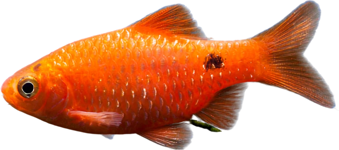 Barbo rosado, Pethia conchonius