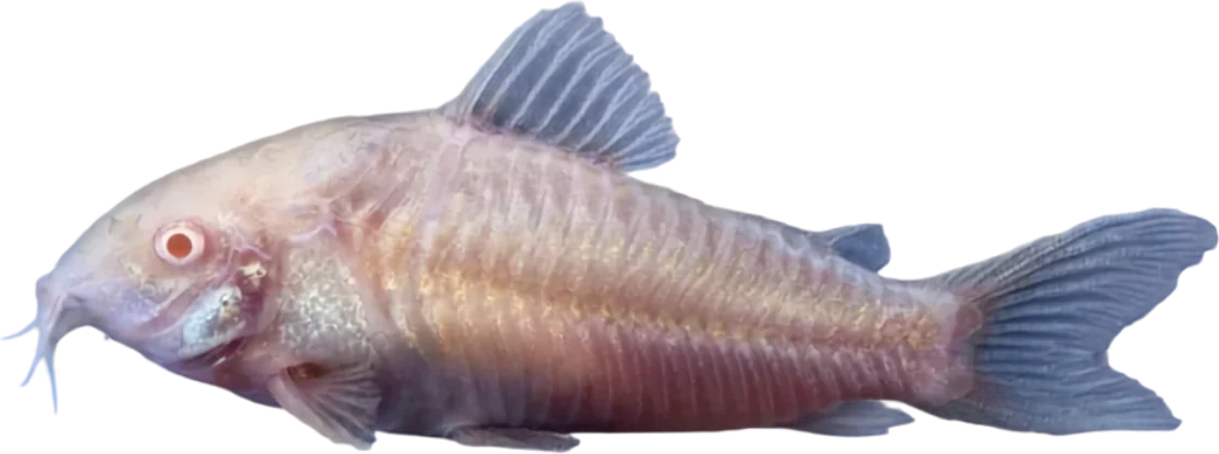 Cory albina, Osteogaster aenea