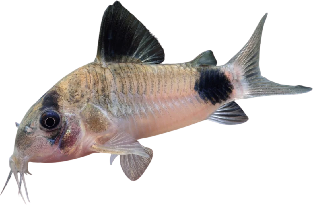 Cory panda, Hoplisoma panda
