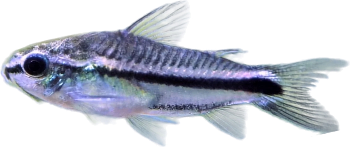Cory pigmea, Gastrodermus pygmaeus