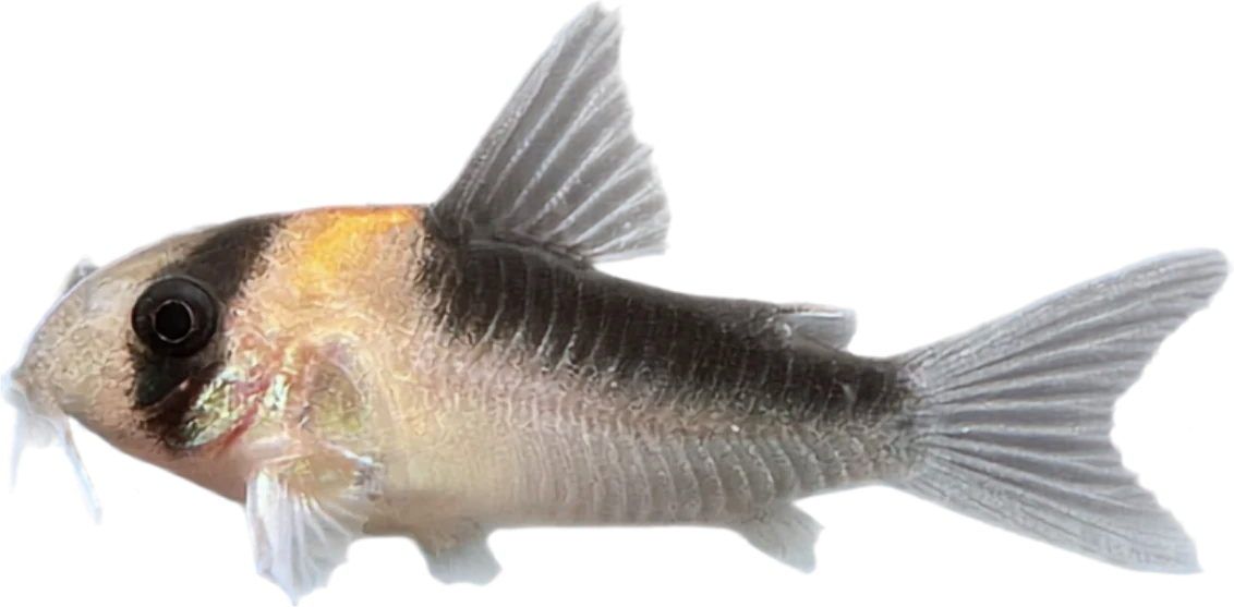 Hoplisoma adolfoi, Hoplisoma adolfoi