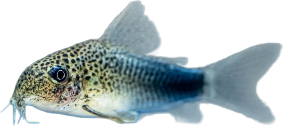 Hoplisoma simile, Hoplisoma simile