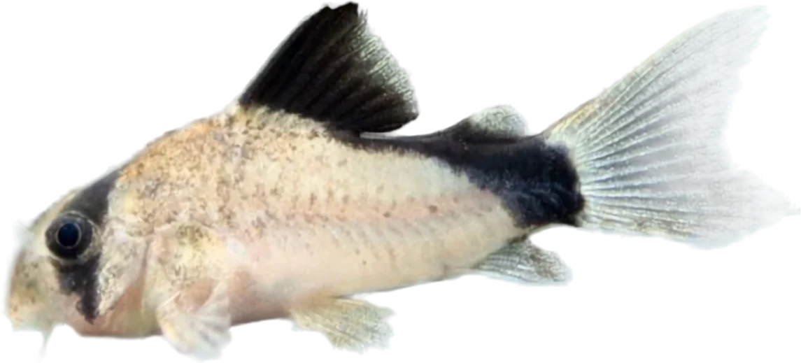 Hoplisoma metae, Hoplisoma metae