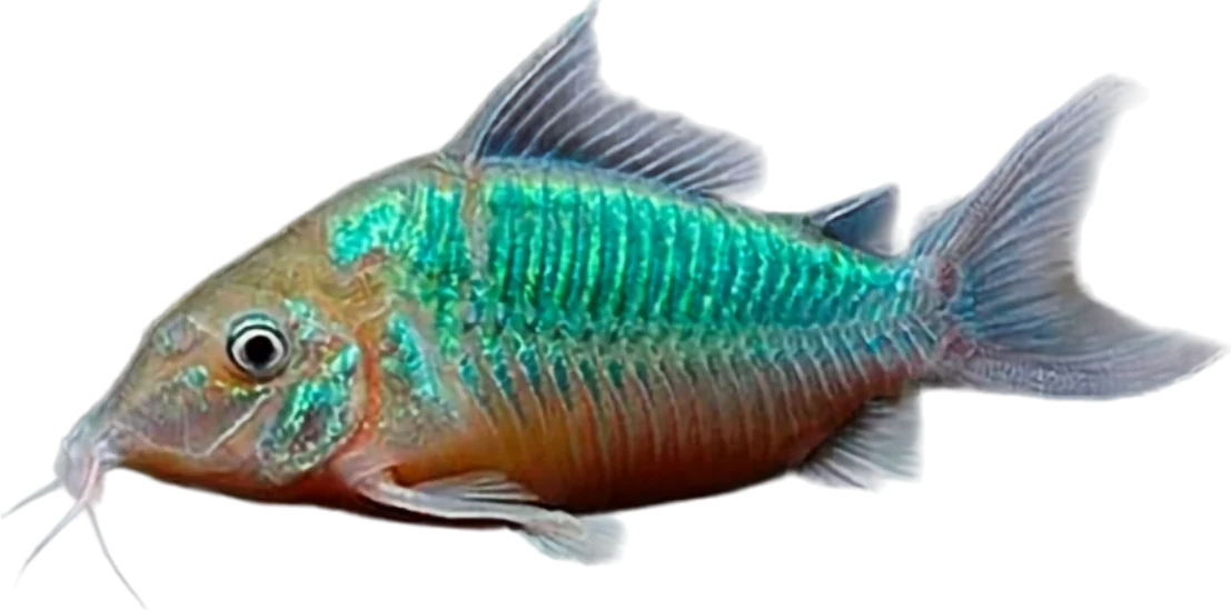 Brochis splendens, Brochis splendens