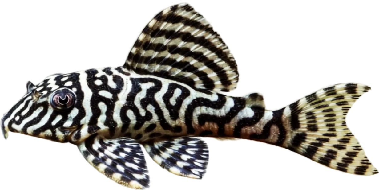 King Tiger Pleco L066, Hypancistrus sp. L066