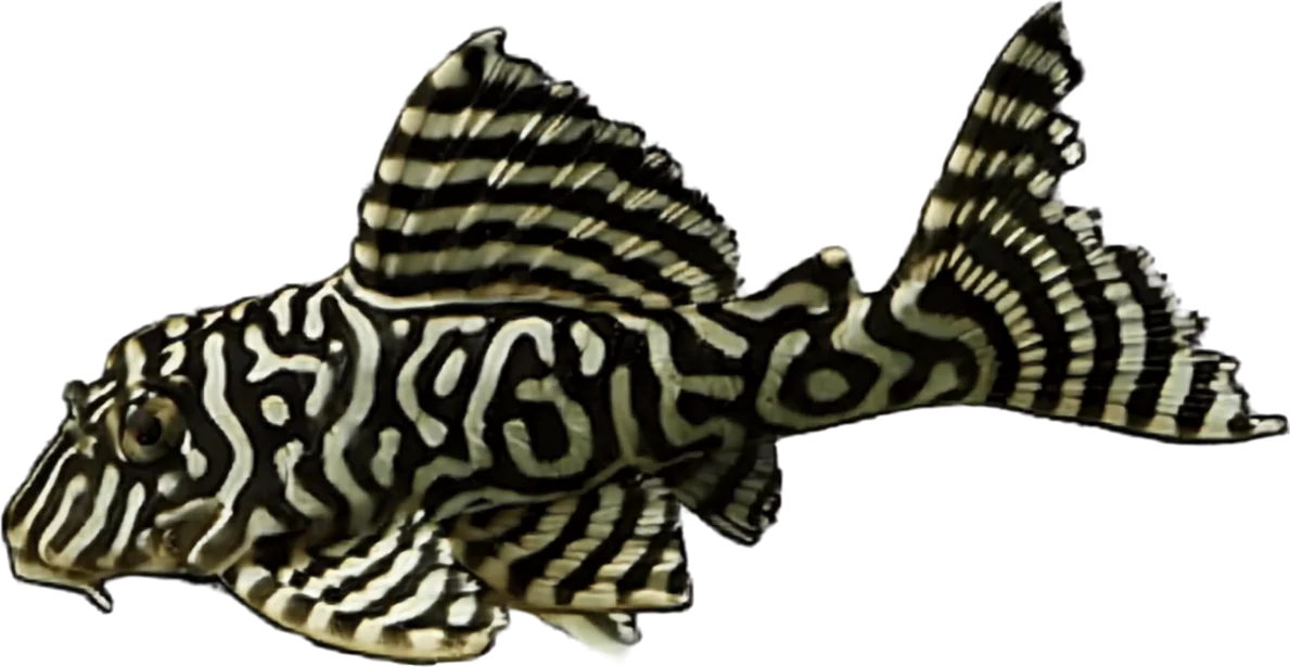 King Tiger L333, Hypancistrus sp. L333