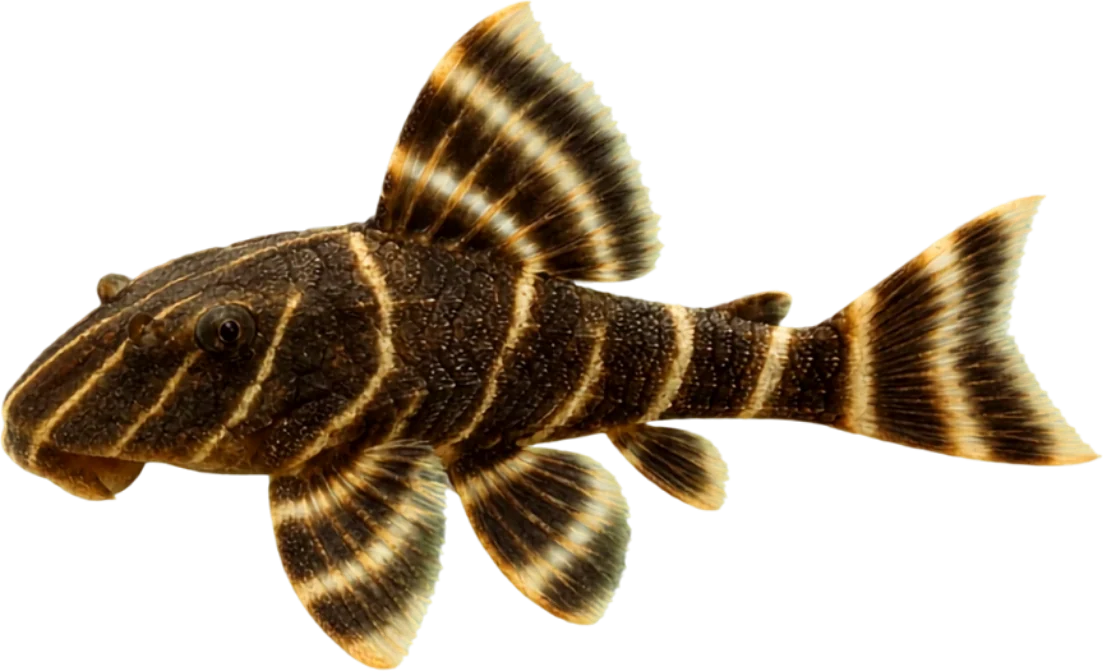 Clown Pleco, Panaqolus maccus