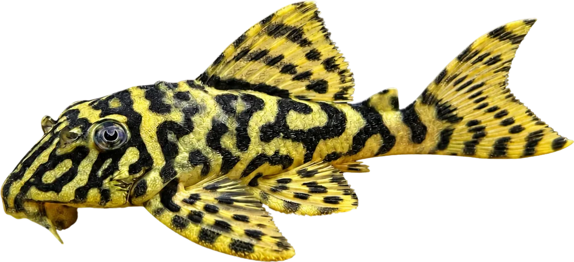 Leopard Frog Pleco, Peckoltia compta
