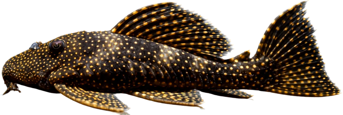 Vampire Pleco, Leporacanthicus cf. galaxias