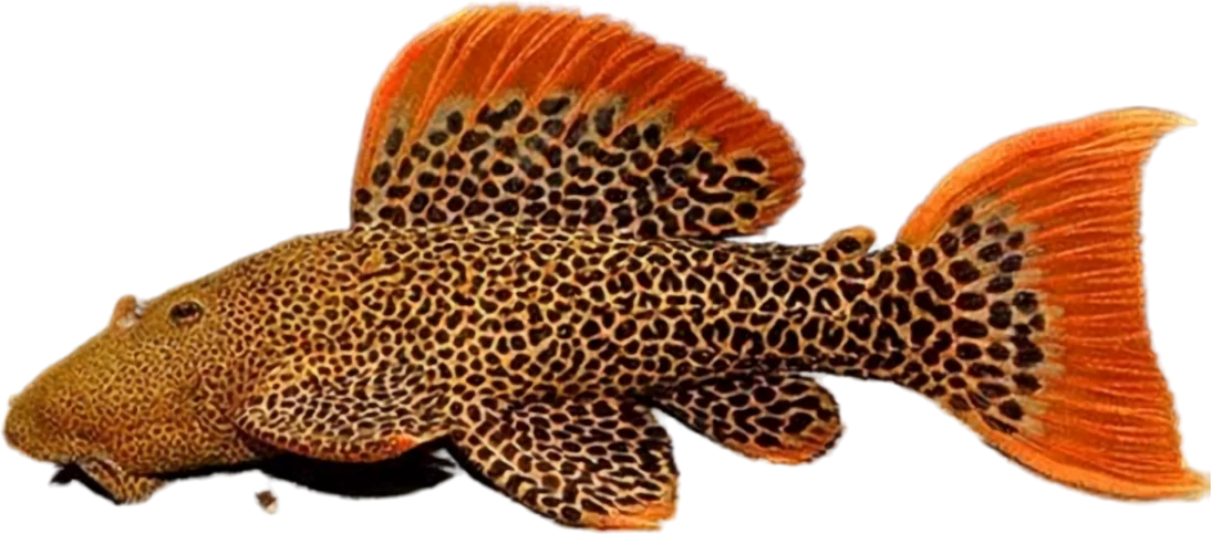 Scarlet Cactus Pleco, Pseudacanthicus pirarara
