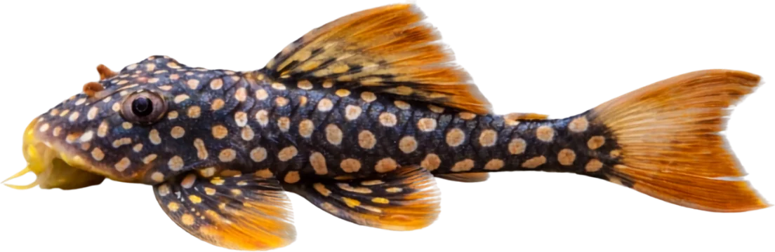 Sunshine Pleco, Scobinancistrus aureatus