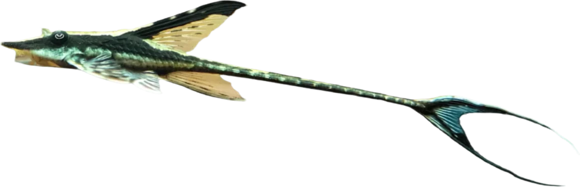 Royal Farlowella, Sturisomatichthys panamense