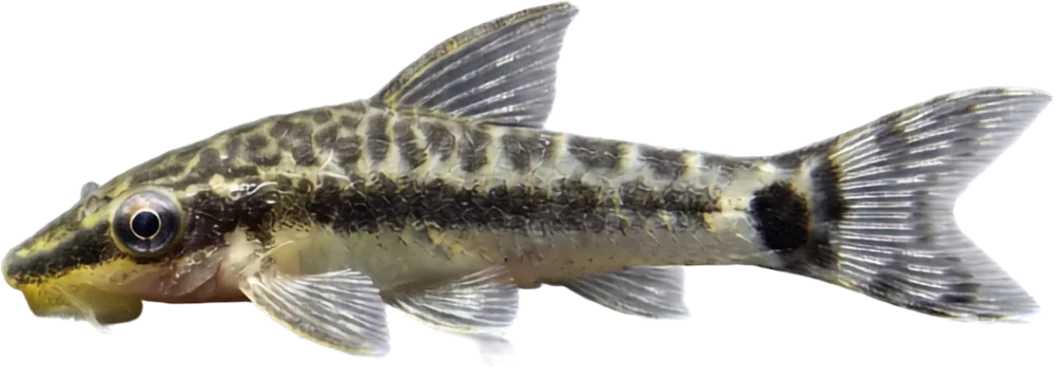 Otocinclus común, Otocinclus vittatus