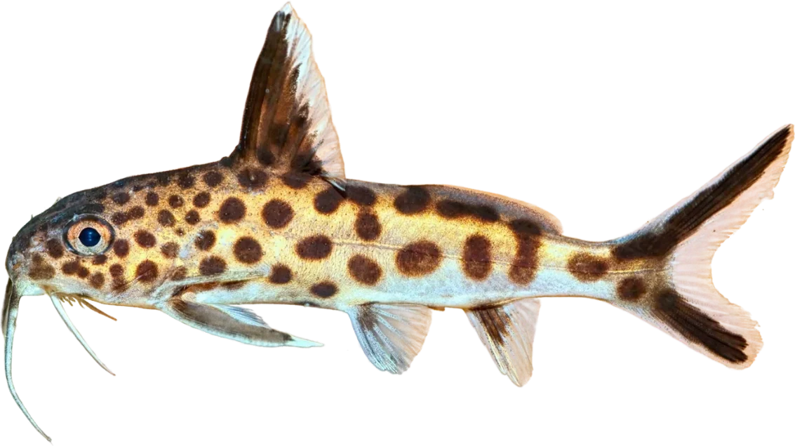 Synodontis petricola, Synodontis petricola
