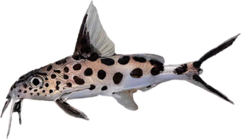 Synodontis multipunctata, Synodontis multipunctata