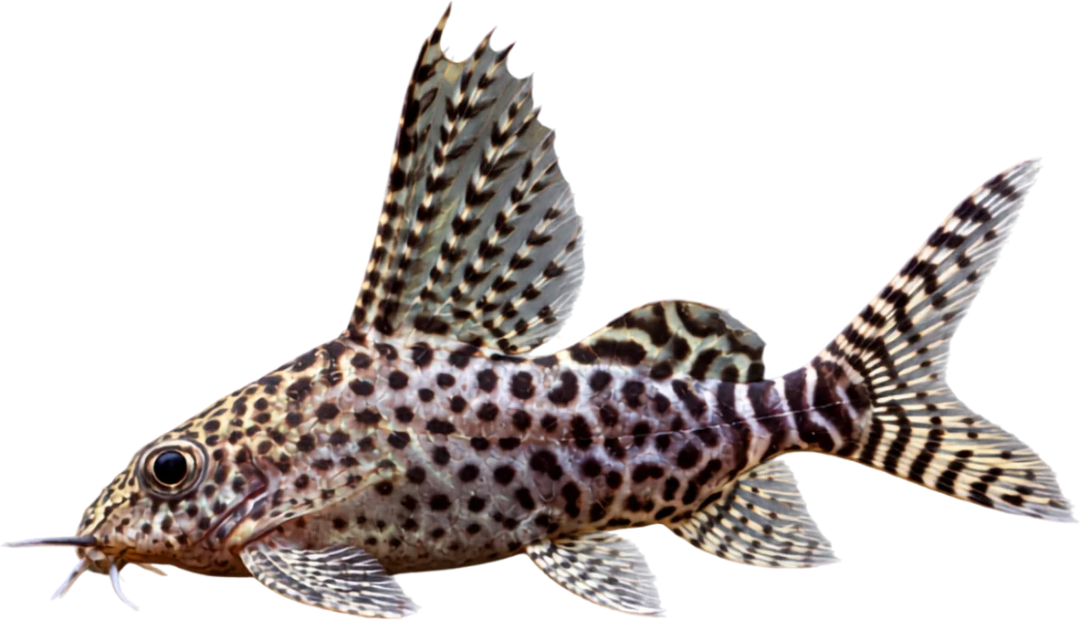 Synodontis euptera, Synodontis euptera