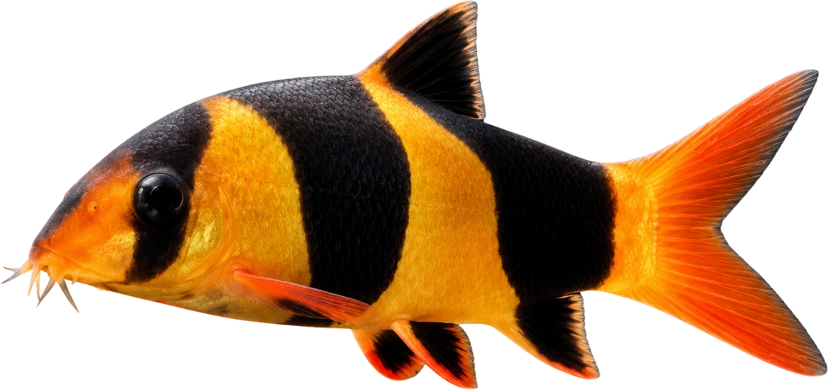 Locha payaso, Chromobotia macracanthus