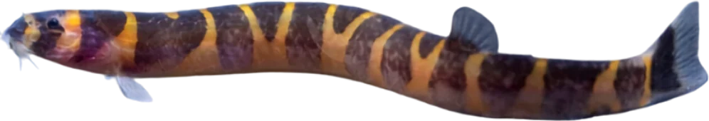 Kuhli, Pangio kuhlii