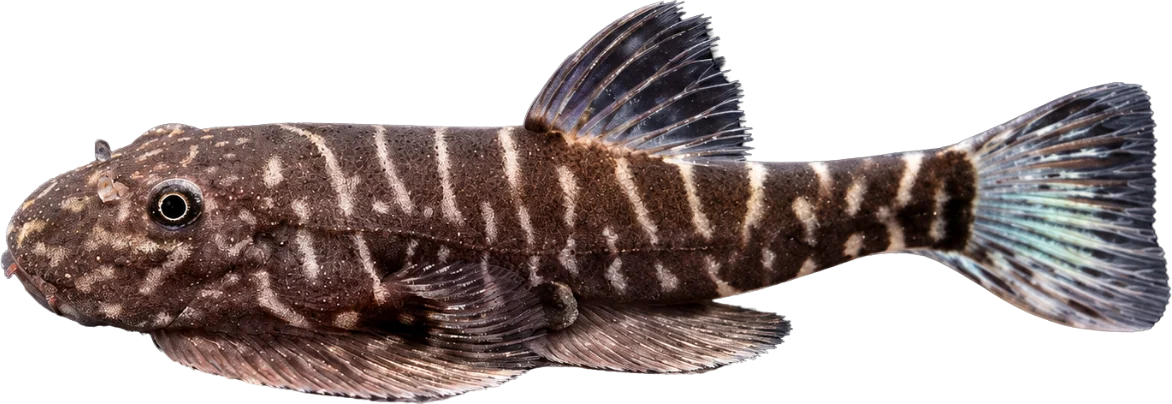 Zebra Loach, Botia striata
