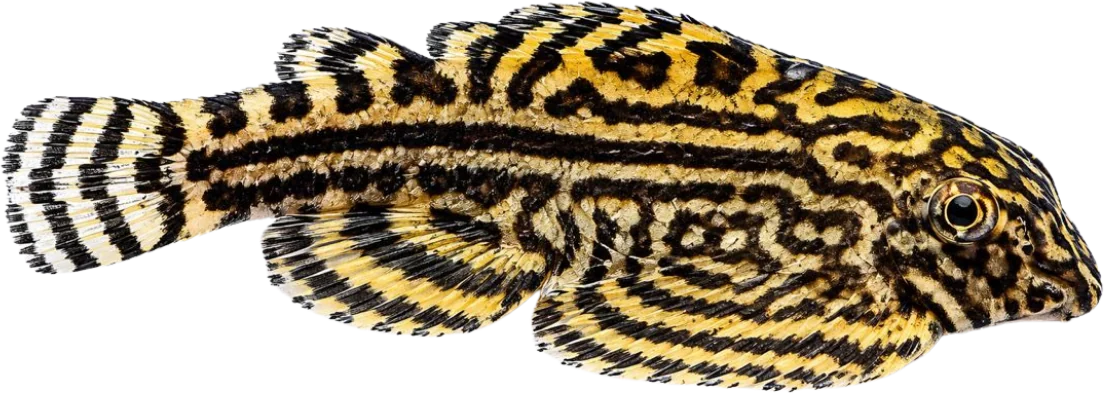 Hillstream Loach, Sewellia lineolata