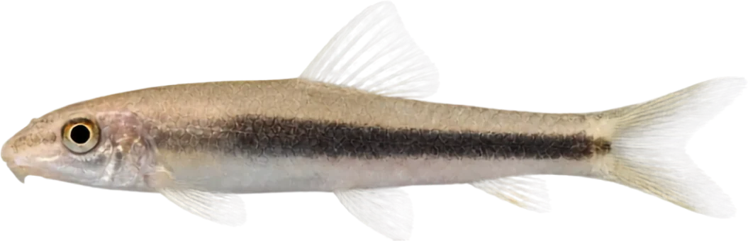 Comealgas siamés, Crossocheilus spp. (SAE complex)