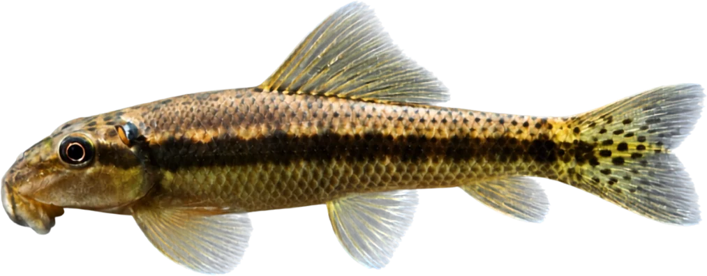 Comealgas chino, Gyrinocheilus aymonieri